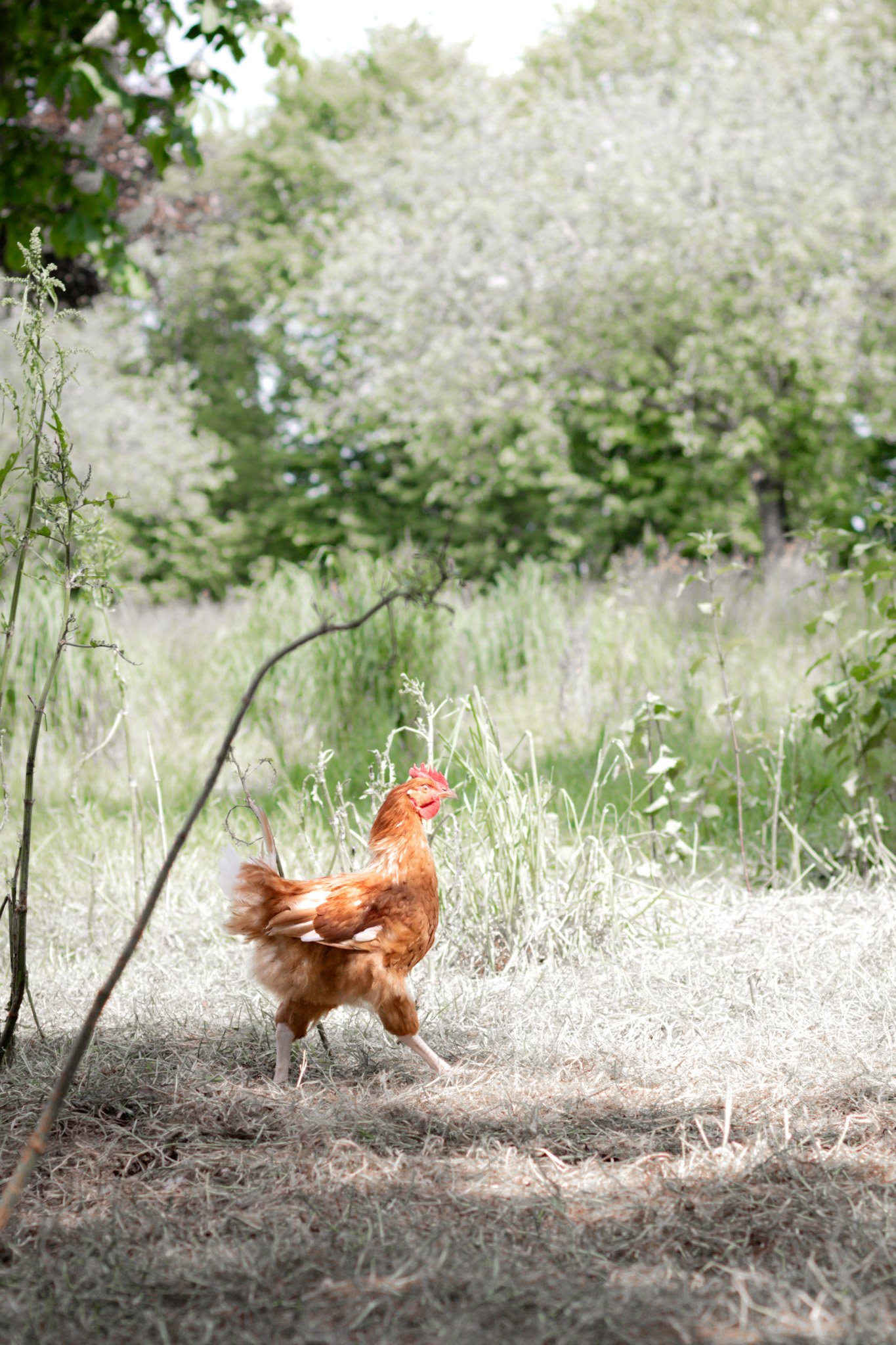 Reportage photos au coeur de la ferme de Elsa Bruneau éleveuse de chèvres et de volailles poulet de Janzé située à Rannée en Ille et Vilaine et Bretagne