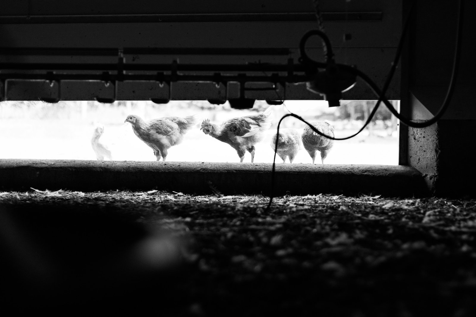 Reportage photos au coeur de la ferme de Elsa Bruneau éleveuse de chèvres et de volailles poulet de Janzé située à Rannée en Ille et Vilaine et Bretagne