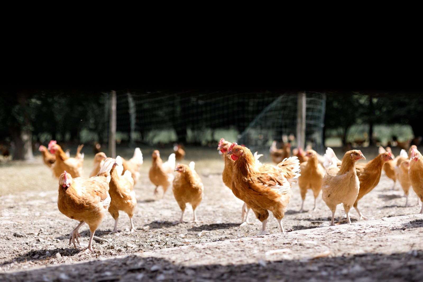 Reportage photos au coeur de la ferme de Elsa Bruneau éleveuse de chèvres et de volailles poulet de Janzé située à Rannée en Ille et Vilaine et Bretagne
