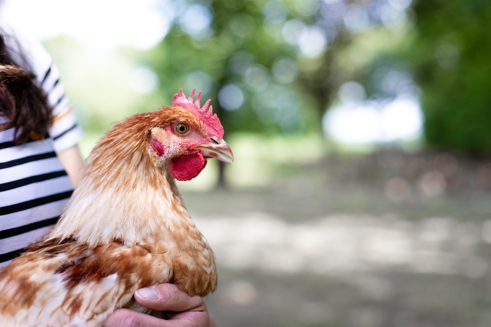 Elsa Bruneau éleveuse de chèvres et de volailles poulet de Janzé à Rannée en Ille et Vilaine en Bretagne